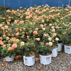 At Last® Rose -Foliagez Sales At Last Rose 1
