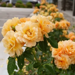 At Last® Rose -Foliagez Sales At Last Rose 2 FGT