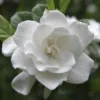 August Beauty Gardenia Shrub -Foliagez Sales August Beauty Gardenia 2 FGT
