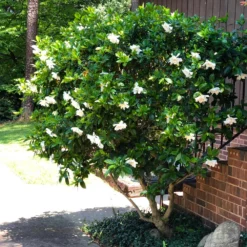 August Beauty Gardenia Shrub -Foliagez Sales August Beauty Gardenia 3 FGT