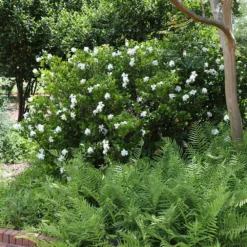 August Beauty Gardenia Shrub -Foliagez Sales August Beauty Gardenia 4 FGT
