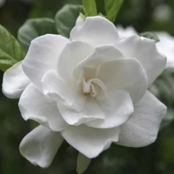 August Beauty Gardenia Shrub -Foliagez Sales August Beauty Gardenia FGT 600x600 bef31f7d 4b59 484e a528 14d16f570e49