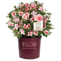 Autumn Belle® Encore® Azalea Shrub -Foliagez Sales Autumn Belle Encore Azalea 1