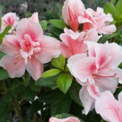 Autumn Belle® Encore® Azalea Shrub -Foliagez Sales Autumn Belle Encore Azalea FGT 3