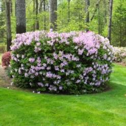 Autumn Belle® Encore® Azalea Shrub -Foliagez Sales Autumn Belle Encore Azalea FGT 5