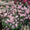 Autumn Belle® Encore® Azalea Shrub -Foliagez Sales Autumn Belle Encore Azalea FGT 600x600 8435cc12 e68b 418c aa4f a4f832ab1249