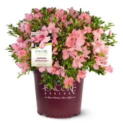 Autumn Debutante® Encore® Azalea -Foliagez Sales Autumn Debutante Encore 4