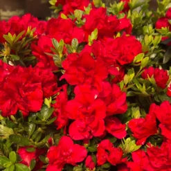 Autumn Bonfire® Encore® Azalea -Foliagez Sales Autumn Encore Bonfire Azaleas 1