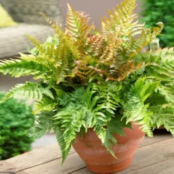 Sunset Hues House Plant Kit -Foliagez Sales Autumn Fern 1 4cb64db0 0944 4a6e a0be 5101c594c915
