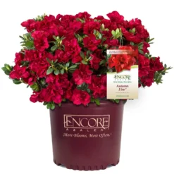 Autumn Fire® Encore® Azalea Shrub -Foliagez Sales Autumn Fire Encore Azalea 1
