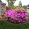 Autumn Royalty® Encore® Azalea -Foliagez Sales Autumn Royalty Encore Azalea 600x600 FGT