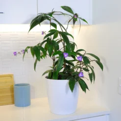 Weeping Blue Ginger Plant -Foliagez Sales BLue Ginger 4 FGT