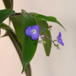 Weeping Blue Ginger Plant -Foliagez Sales BLue Ginger 5 FGT