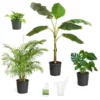 Boho House Plant Kit -Foliagez Sales BOho 600x600 c18f6f40 a706 4683 8d4d 6247365c24ef