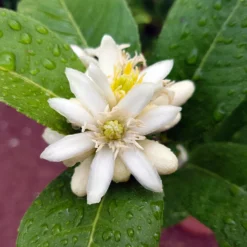 Buddha's Hand Citron Tree -Foliagez Sales BUddhas Hand Citrus 4 b5693898 6a3b 4724 b4fc 03ef34337a89