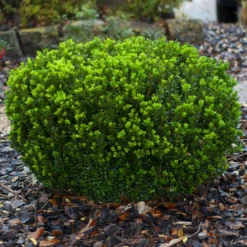 Baby Gem™ Boxwood Shrub -Foliagez Sales Baby Gem 1