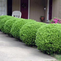 Baby Gem™ Boxwood Shrub -Foliagez Sales Baby Gem 2