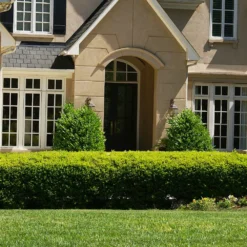 Baby Gem™ Boxwood Shrub -Foliagez Sales Baby Gem 4