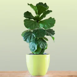 New Apartment House Plant Kit -Foliagez Sales Bambino FIddleLeafFIg 1 FGT bd3dd921 c687 4854 8196 8b43f064984d