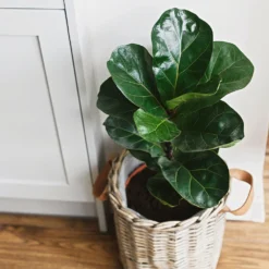 Bambino Fiddle Leaf Fig -Foliagez Sales Bambino FIddleLeafFIg 5 FGT