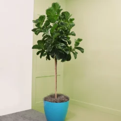 Bambino Fiddle Leaf Fig -Foliagez Sales Bambino FIddleLeafFIg 6