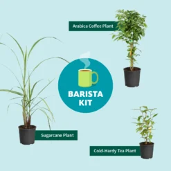 Sugar Cane -Foliagez Sales Barista Kit Graphic f298d41d 128a 4dc2 a461 78b7808929c2