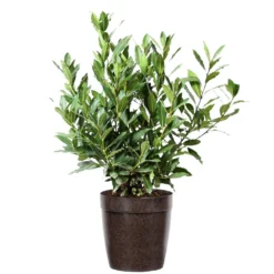Bay Laurel 15 Bay Laurel -Foliagez Sales Bay Laurel 3G Delilah Brown pot