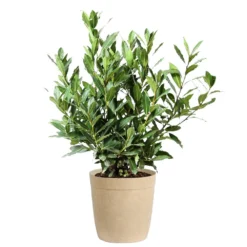 Bay Laurel 16 Bay Laurel -Foliagez Sales Bay Laurel 3G Delilah Tan pot