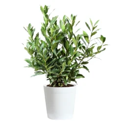 Bay Laurel 18 Bay Laurel -Foliagez Sales Bay Laurel 3G Delilah White pot