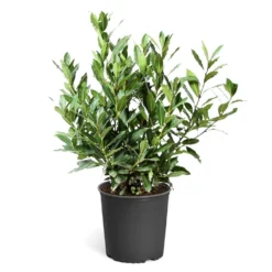 Bay Laurel 17 Bay Laurel -Foliagez Sales Bay Laurel 3G standard pot