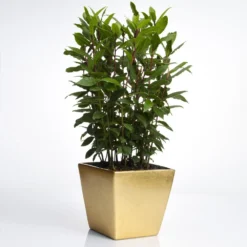 Bay Laurel 13 Bay Laurel -Foliagez Sales Bay Laurel Shrub FGT