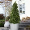 Bay Laurel Tree -Foliagez Sales Bay Laurel Tree Saratoga 2 600x600 af3ff32b 465d 4a2e a124 03484c3fdd39