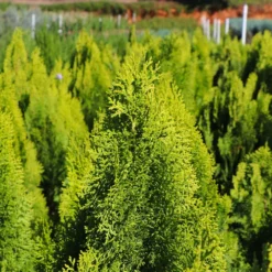 Berckman's Gold Arborvitae -Foliagez Sales Berckmans Arborvitae 8
