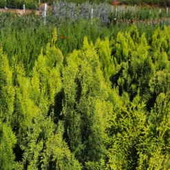 Berckman's Gold Arborvitae -Foliagez Sales Berckmans Arborvitae 9