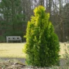 Berckman's Gold Arborvitae 1 Berckman's Gold Arborvitae -Foliagez Sales Berckmans Arborvitae FGT 600x600 ce6c5eef 9b4c 4e6a b08d bfba171097c6
