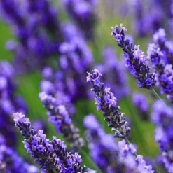 Big Time Blue Lavender 11 Big Time Blue Lavender -Foliagez Sales Big Time Blue Lavender 450 D2
