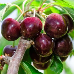 Cherry Pollinator Pack -Foliagez Sales Bing Cherry Tree 2 BB