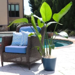 Bird Of Paradise - Orange -Foliagez Sales Bird of Paradise 5 FGT