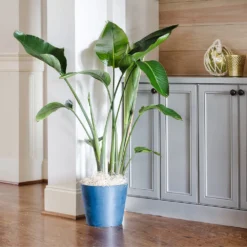 Bird Of Paradise - Orange -Foliagez Sales Bird of Paradise 9