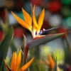 Bird Of Paradise - Orange 2 Bird Of Paradise - Orange -Foliagez Sales Bird of Paradise FGT 600x600 45c0b3af 61f2 4c68 bd5b 0a844cfb7027
