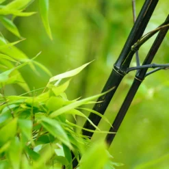 Black Bamboo -Foliagez Sales Black Bamboo 1 FGT