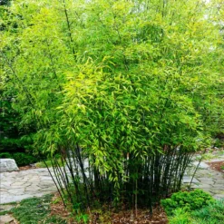 Black Bamboo -Foliagez Sales Black Bamboo 3 FGT