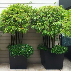 Black Bamboo -Foliagez Sales Black Bamboo 7