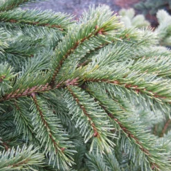 Black Hills Spruce Tree 10 Black Hills Spruce Tree -Foliagez Sales Black Hills Spruce 6 FGT
