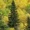Black Hills Spruce Tree -Foliagez Sales Black Hills Spruce FGT 600x600 cb51d1ba de3b 4964 8e81 2204f60de25d