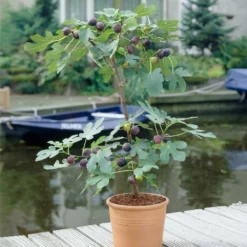 Best Seller -Foliagez Sales Black Mission Fig 2 FGT