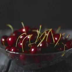 Black Tartarian Cherry Tree -Foliagez Sales Black Tartarian Cherry Tree 2 FGT