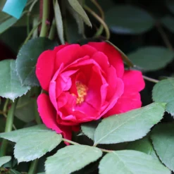 Blaze Improved Climbing Rose -Foliagez Sales Blaze Improved Rose 3 FGT