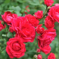 Blaze Improved Climbing Rose -Foliagez Sales Blaze Improved Rose 5 FGT