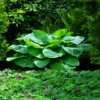 Blue Angel Hosta Plant 2 Blue Angel Hosta Plant -Foliagez Sales Blue Angel Hosta 600x600 c349caf2 e25e 4262 96b4 e4d84f0e56db